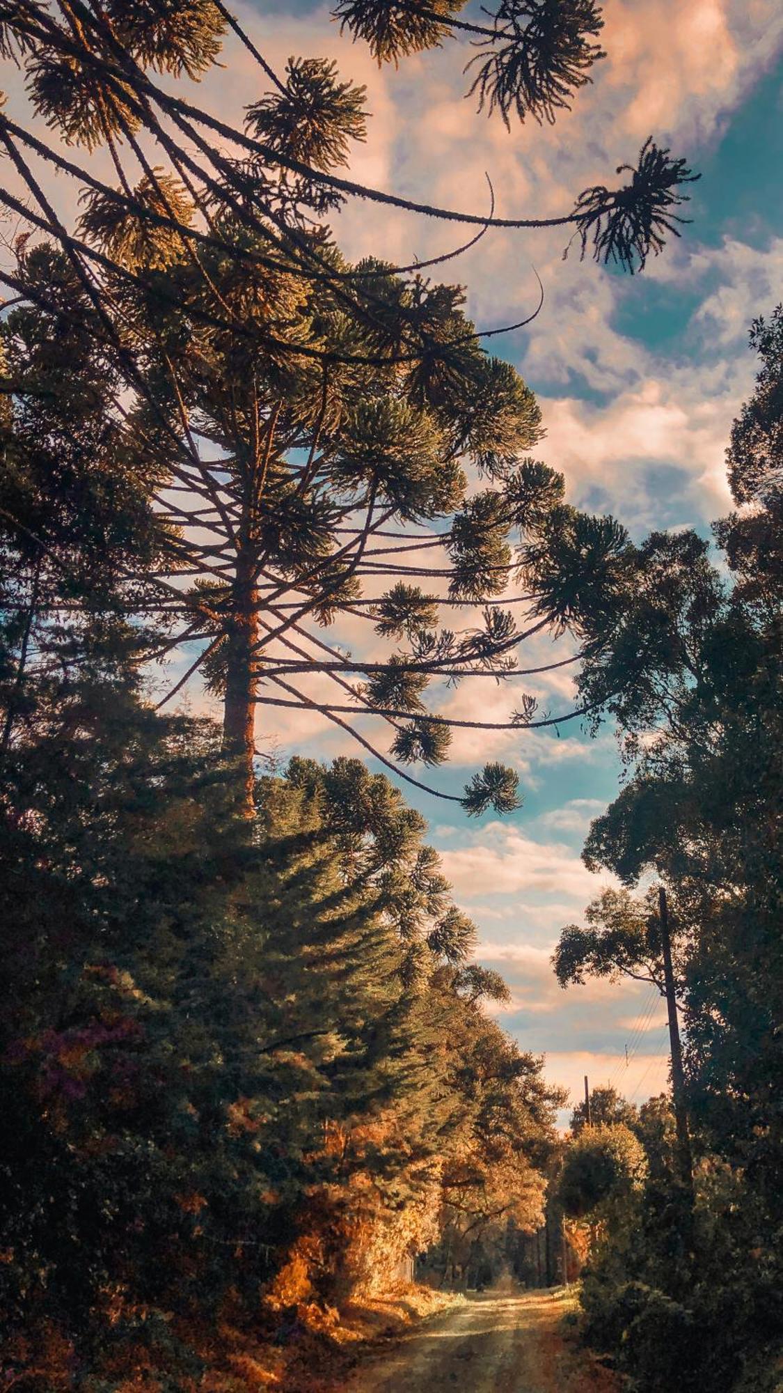 Pousada Vila Lubia - Chales Monte Verde Monte Verde  Dış mekan fotoğraf